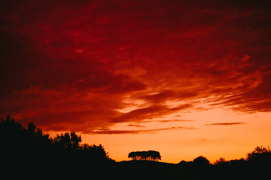 Nearly There Trees at Sunset Landscape - Print or in a Frame